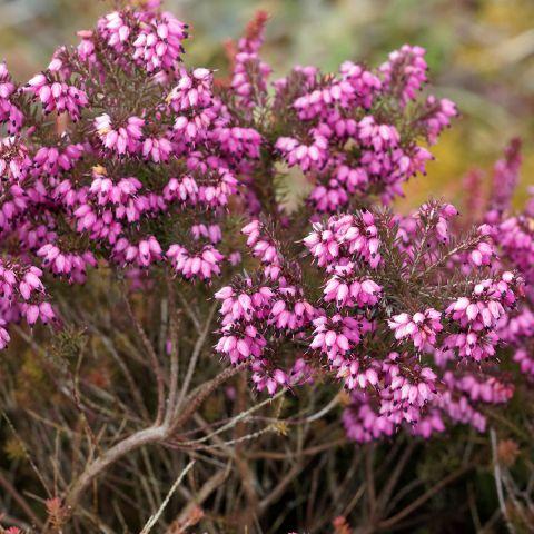 Erica X Darleyensis Kramer S Red - View 15 from www redcrocus com