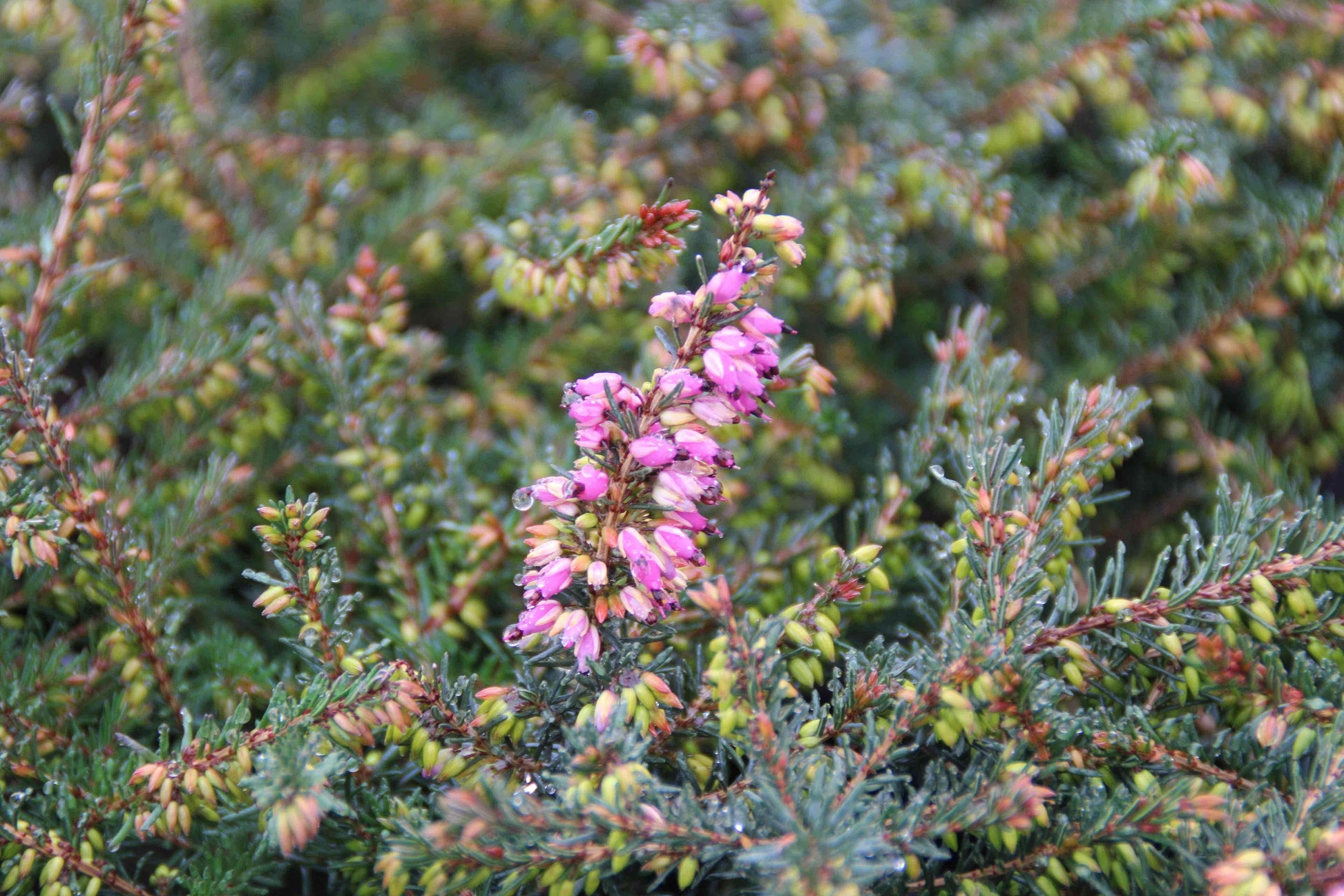 Erica X Darleyensis Kramer S Red - View 16 from www redcrocus com