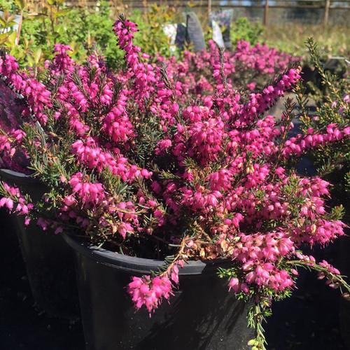 Erica X Darleyensis Kramer S Red - View 17 from www redcrocus com