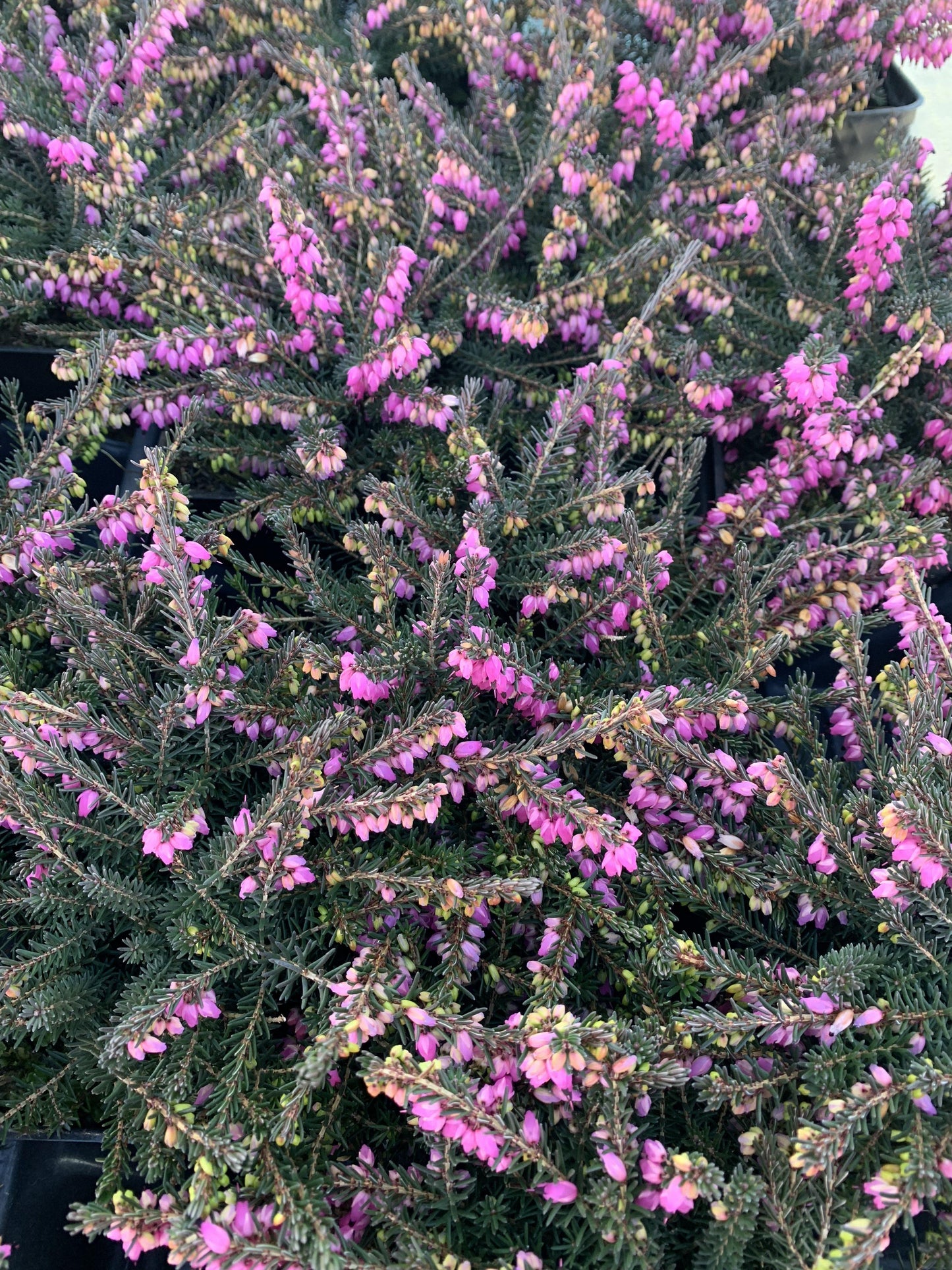 Erica X Darleyensis Kramer S Red - View 19 from www redcrocus com