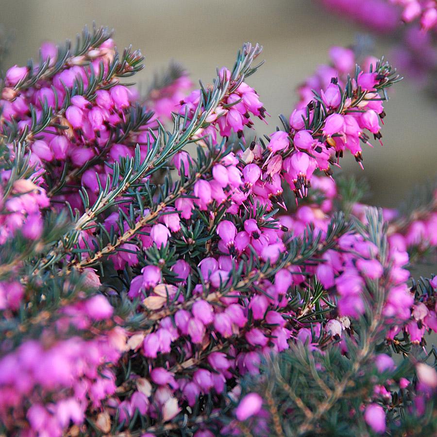 Erica X Darleyensis Kramer S Red - View 1 from www redcrocus com