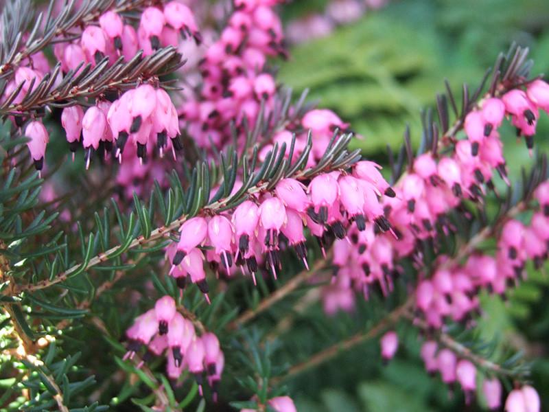 Erica X Darleyensis Kramer S Red - View 4 from www redcrocus com