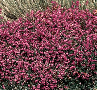 Erica X Darleyensis Kramer S Red - View 5 from www redcrocus com
