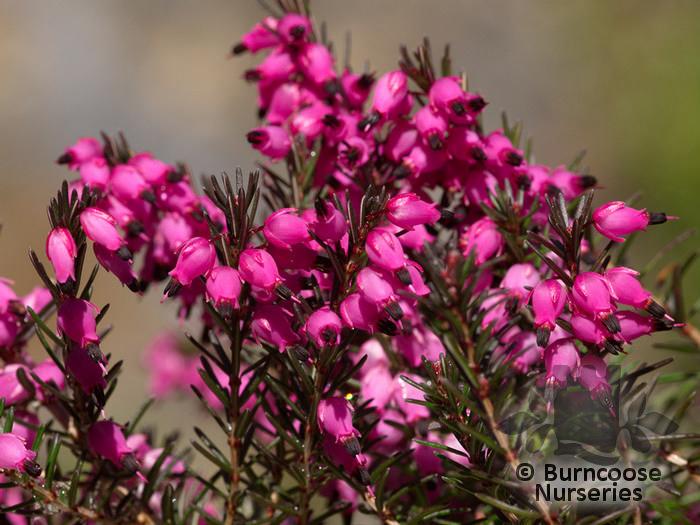 Erica X Darleyensis Kramer S Red - View 6 from www redcrocus com