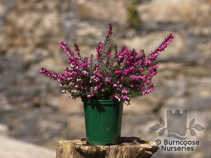 Erica X Darleyensis Kramer S Red - View 7 from www redcrocus com
