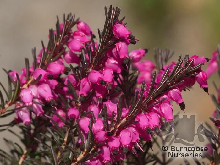 Erica X Darleyensis Kramer S Red - View 8 from www redcrocus com