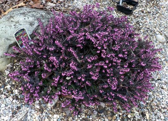 Erica X Darleyensis Kramer S Red - View 9 from www redcrocus com