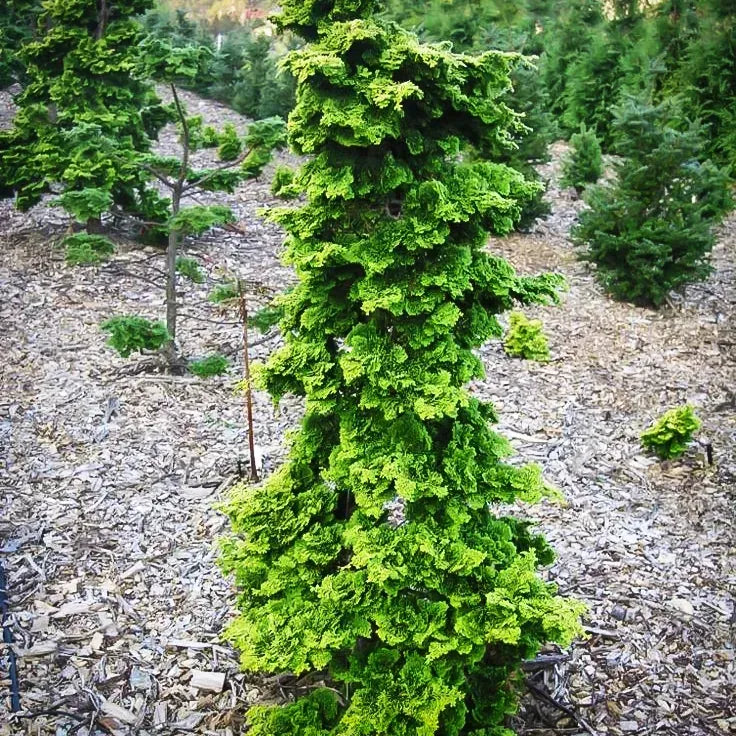 Chamaecyparis Obtusa 'well's Special' - View 14 from www redcrocus com