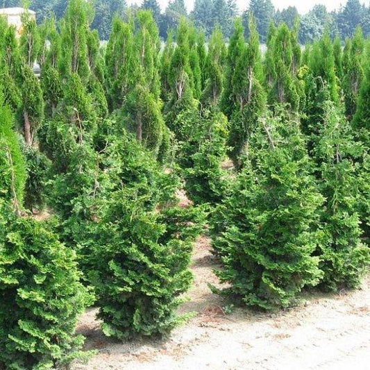 Chamaecyparis Obtusa 'well's Special' - View 36 from www redcrocus com