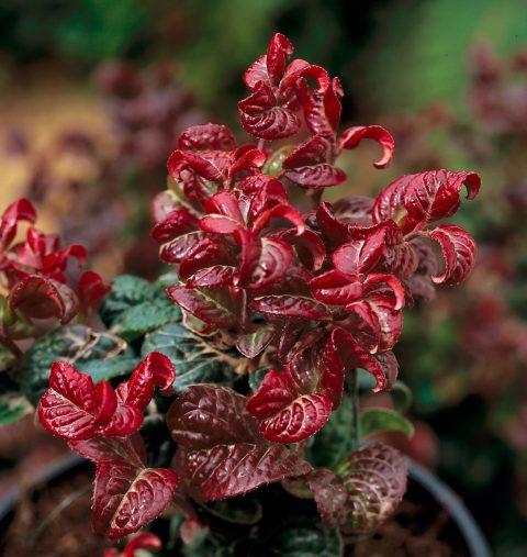 Leucothoe Axillaris 'curly Red' - View 11 from www redcrocus com