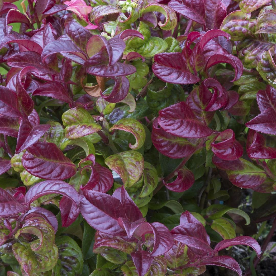 Leucothoe Axillaris 'curly Red' - View 12 from www redcrocus com