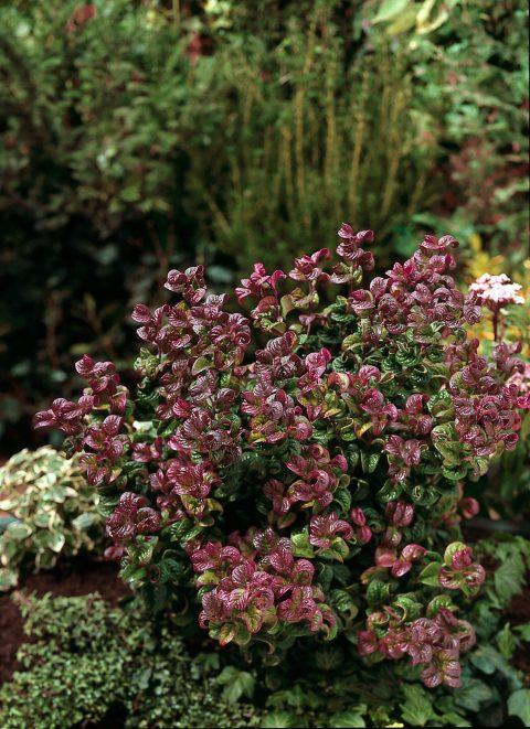 Leucothoe Axillaris 'curly Red' - View 13 from www redcrocus com