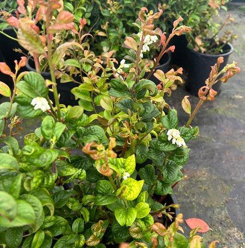 Leucothoe Axillaris 'curly Red' - View 14 from www redcrocus com