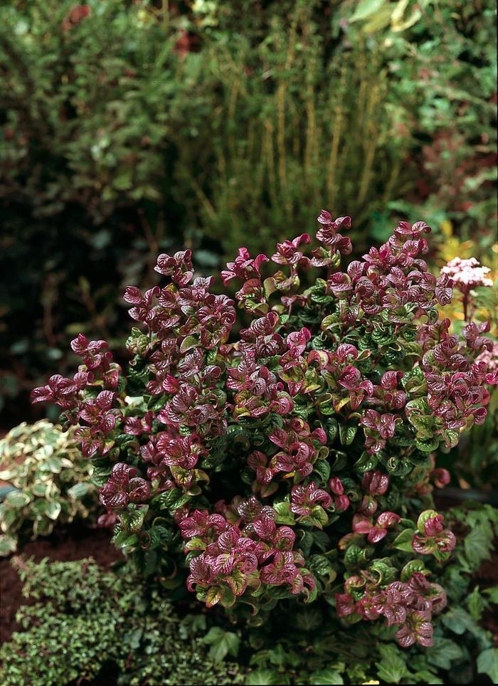 Leucothoe Axillaris 'curly Red' - View 16 from www redcrocus com