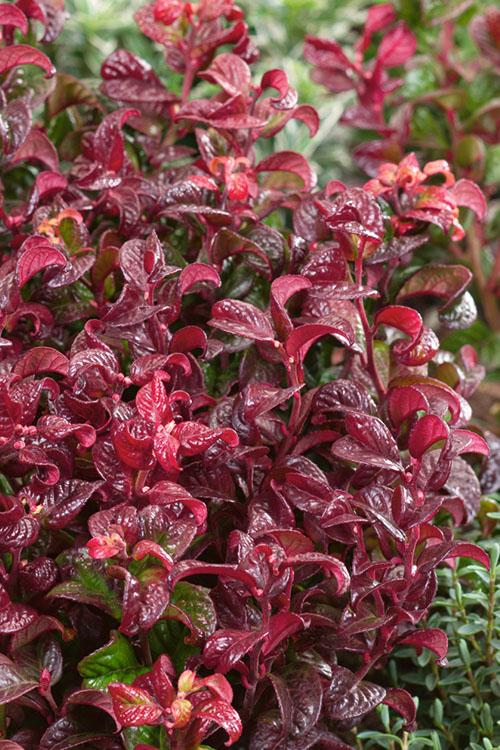 Leucothoe Axillaris 'curly Red' - View 17 from www redcrocus com