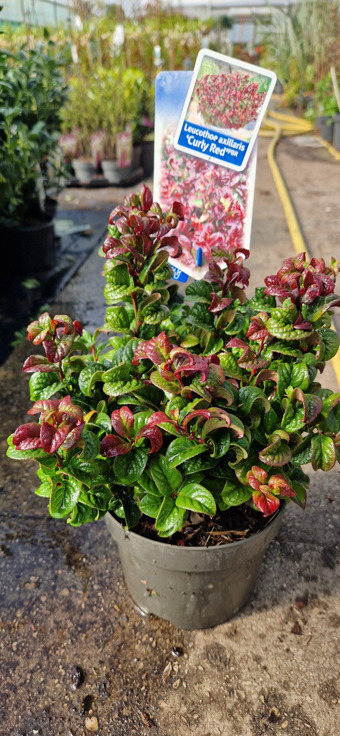 Leucothoe Axillaris 'curly Red' - View 18 from www redcrocus com