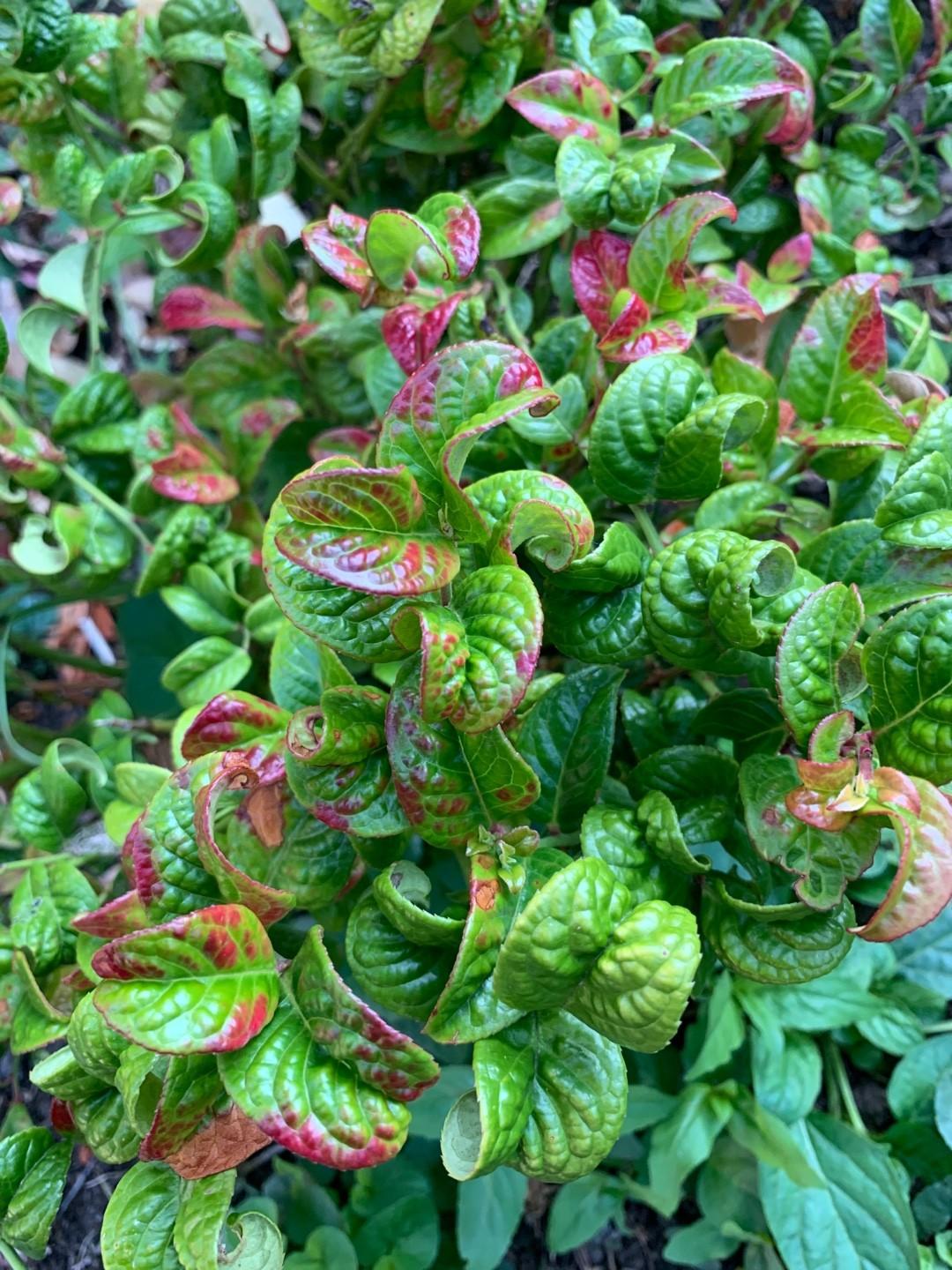 Leucothoe Axillaris 'curly Red' - View 19 from www redcrocus com