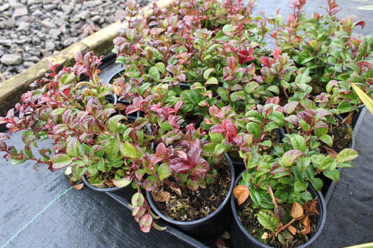 Leucothoe Axillaris 'curly Red' - View 1 from www redcrocus com