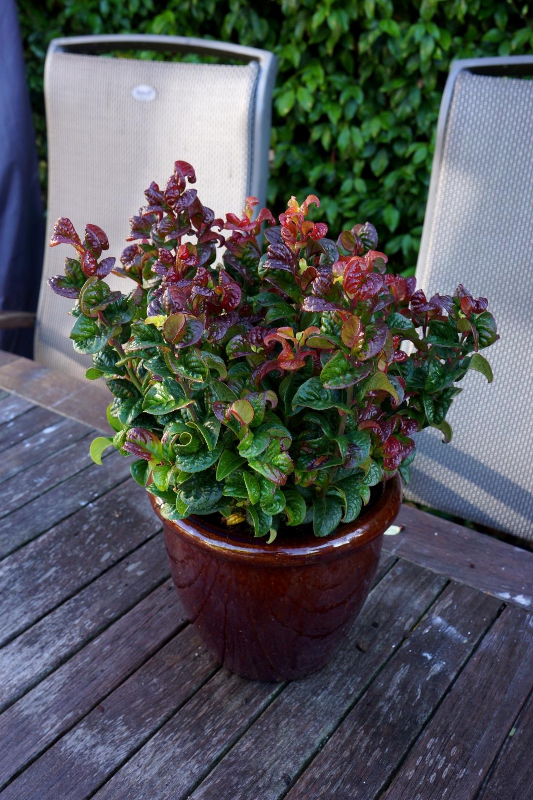 Leucothoe Axillaris 'curly Red' - View 22 from www redcrocus com