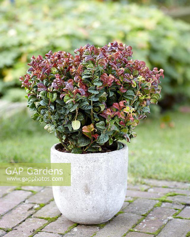 Leucothoe Axillaris 'curly Red' - View 23 from www redcrocus com