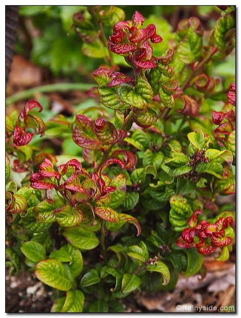 Leucothoe Axillaris 'curly Red' - View 26 from www redcrocus com
