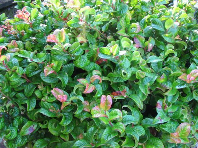 Leucothoe Axillaris 'curly Red' - View 28 from www redcrocus com