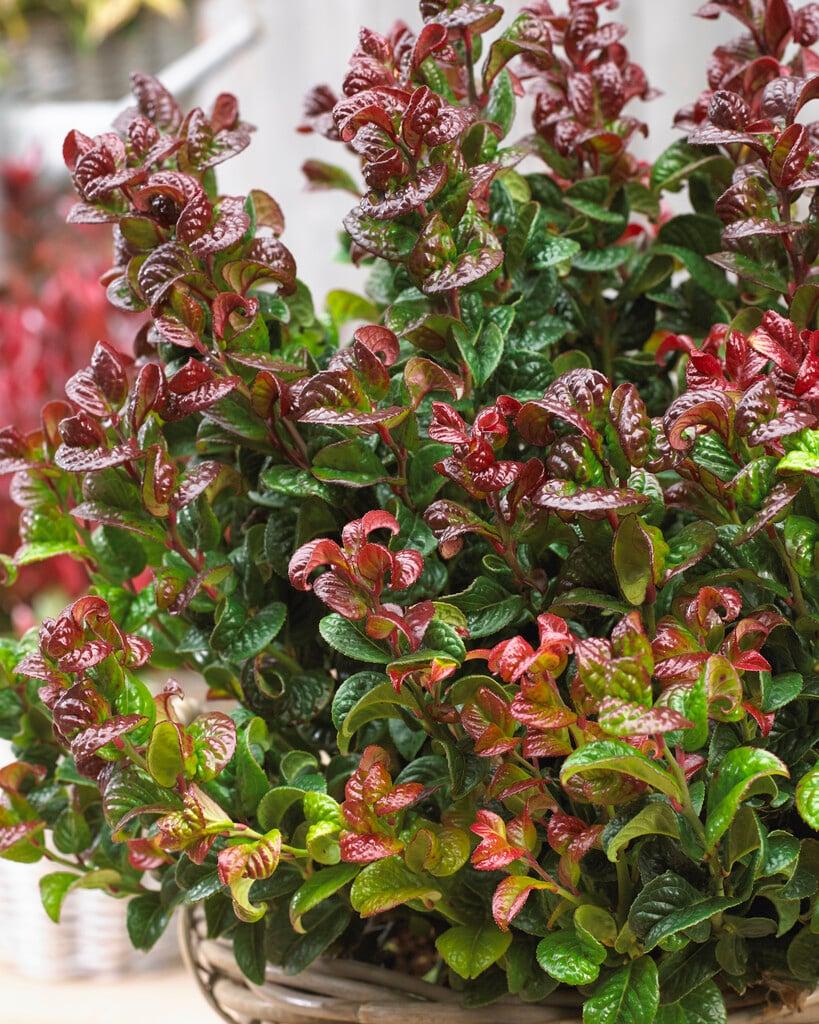 Leucothoe Axillaris 'curly Red' - View 2 from www redcrocus com
