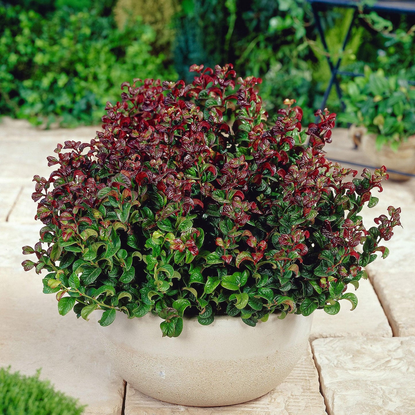 Leucothoe Axillaris 'curly Red' - View 31 from www redcrocus com