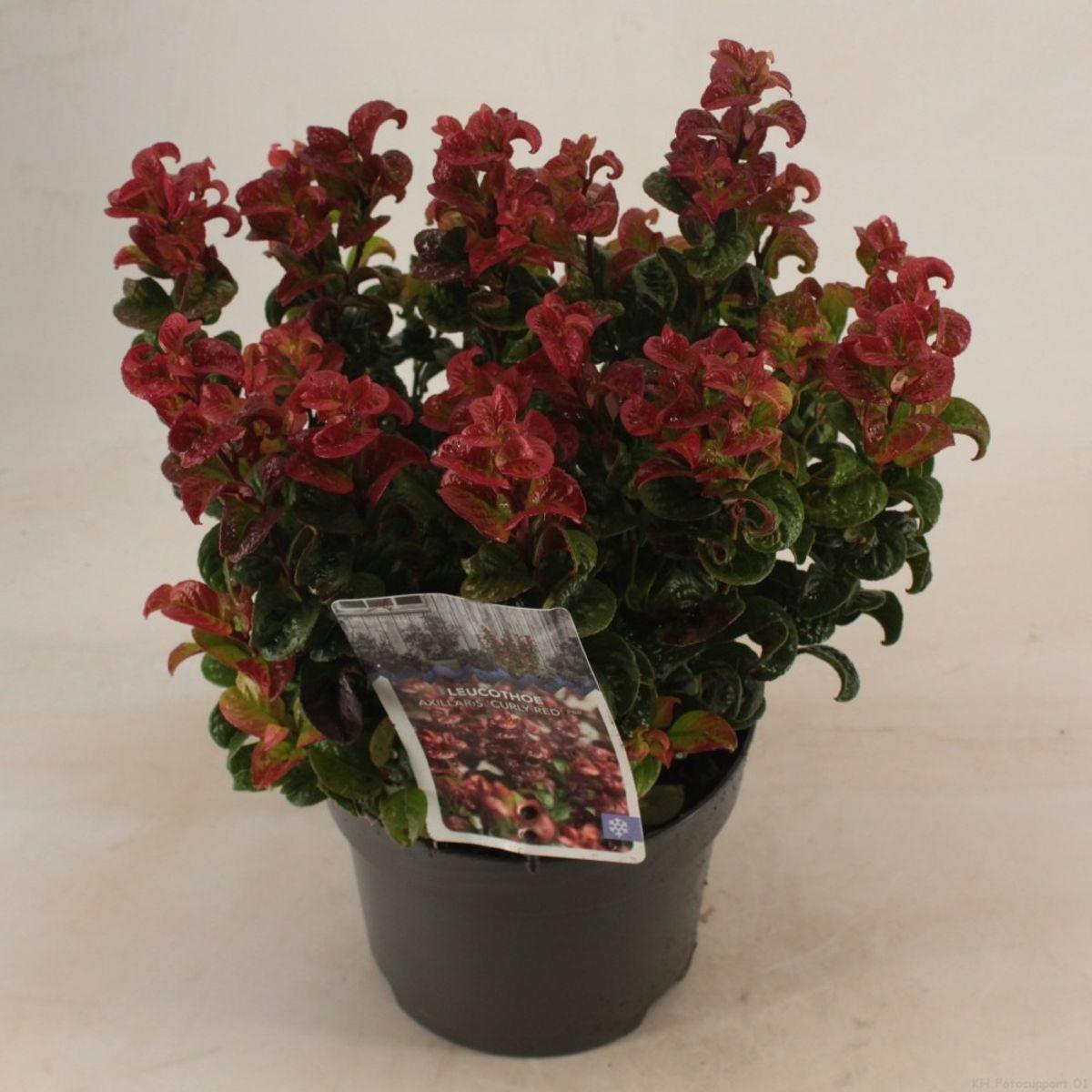 Leucothoe Axillaris 'curly Red' - View 32 from www redcrocus com