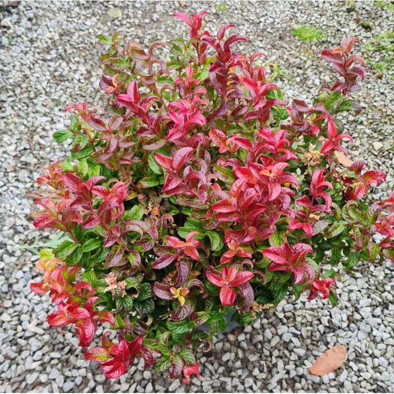 Leucothoe Axillaris 'curly Red' - View 33 from www redcrocus com