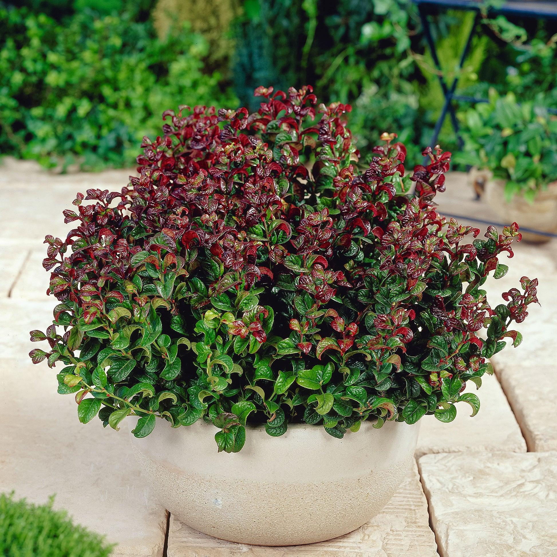 Leucothoe Axillaris 'curly Red' - View 34 from www redcrocus com