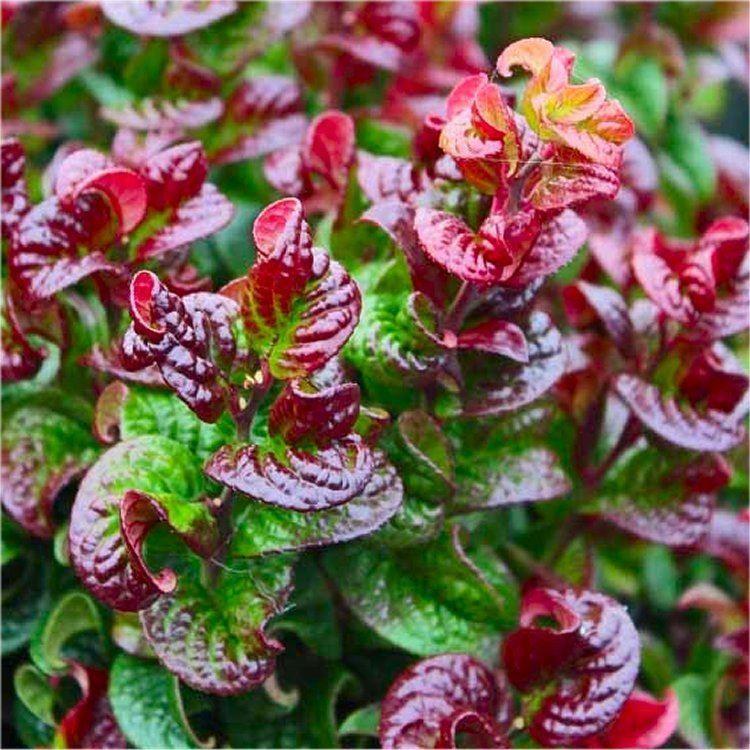 Leucothoe Axillaris 'curly Red' - View 35 from www redcrocus com