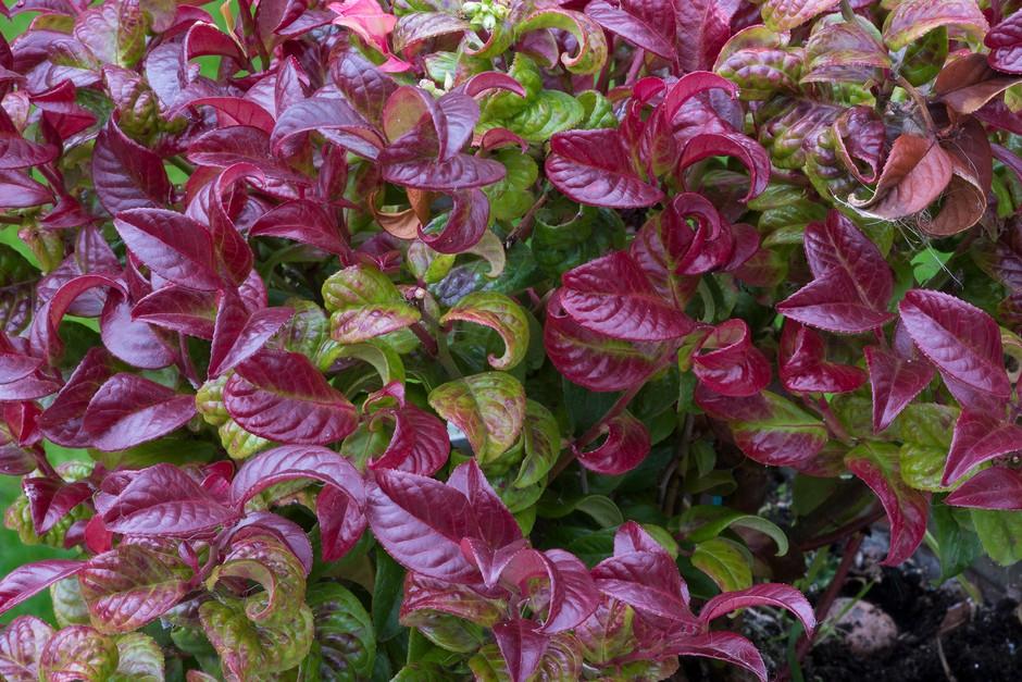 Leucothoe Axillaris 'curly Red' - View 36 from www redcrocus com