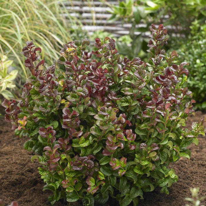 Leucothoe Axillaris 'curly Red' - View 4 from www redcrocus com