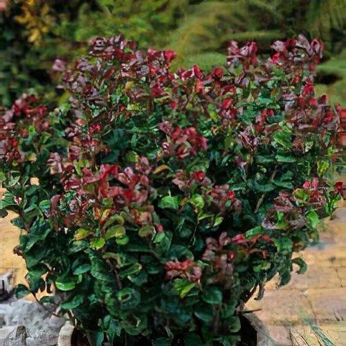 Leucothoe Axillaris 'curly Red' - View 8 from www redcrocus com