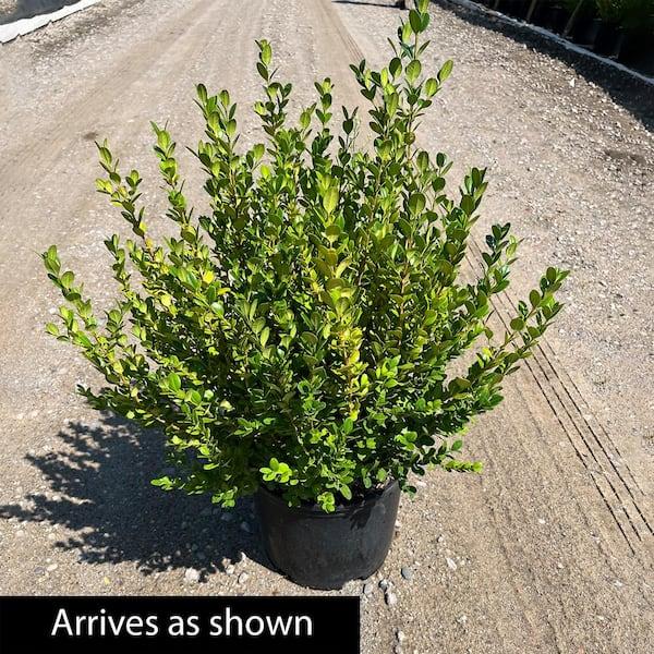Buxus Microphylla Winter Gem Hedge Form - View 12 from www redcrocus com