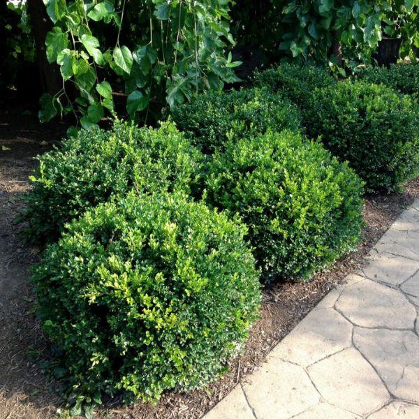 Buxus Microphylla Winter Gem Hedge Form - View 13 from www redcrocus com