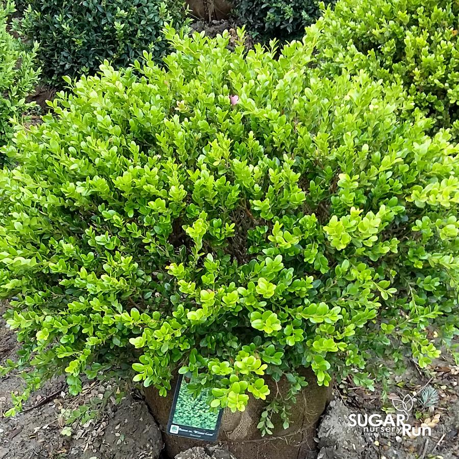 Buxus Microphylla Winter Gem Hedge Form - View 7 from www redcrocus com