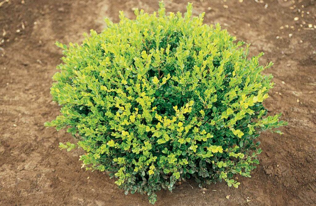Buxus Microphylla Winter Gem Hedge Form - View 8 from www redcrocus com