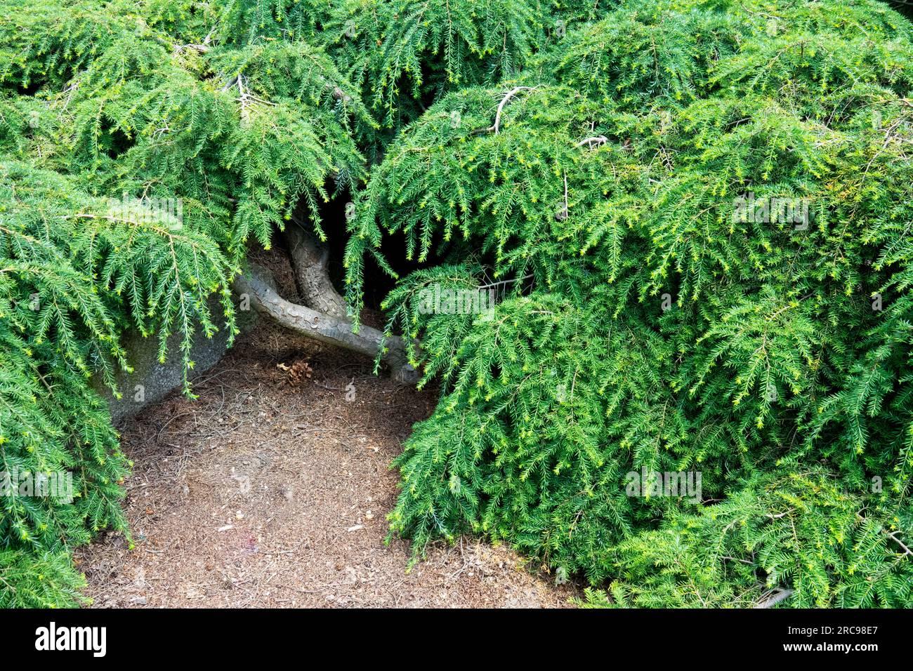 Tsuga Canadensis Pendula - View 11 from www redcrocus com