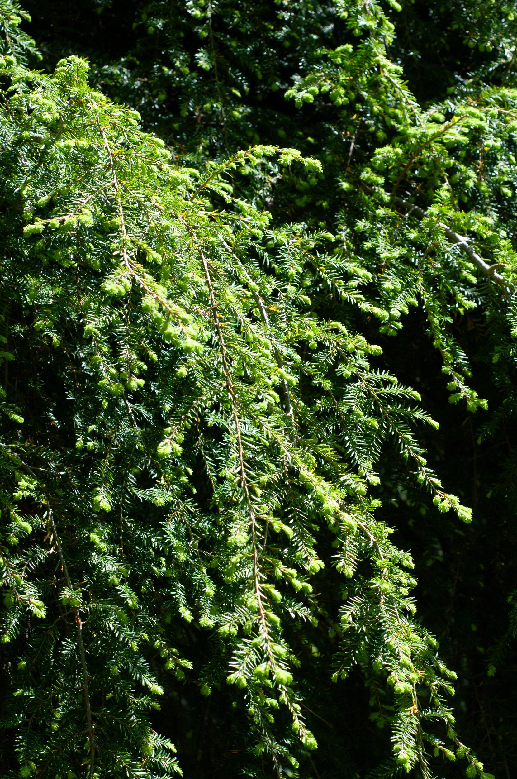 Tsuga Canadensis Pendula - View 12 from www redcrocus com