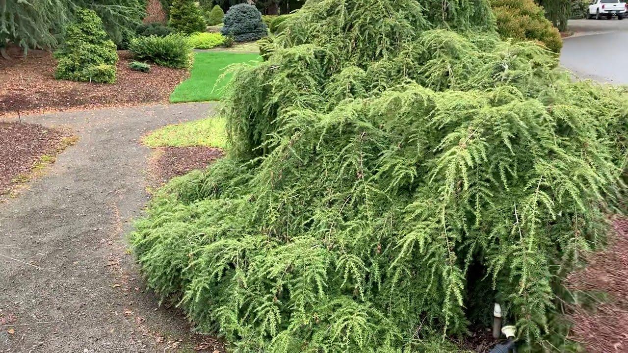 Tsuga Canadensis Pendula - View 18 from www redcrocus com