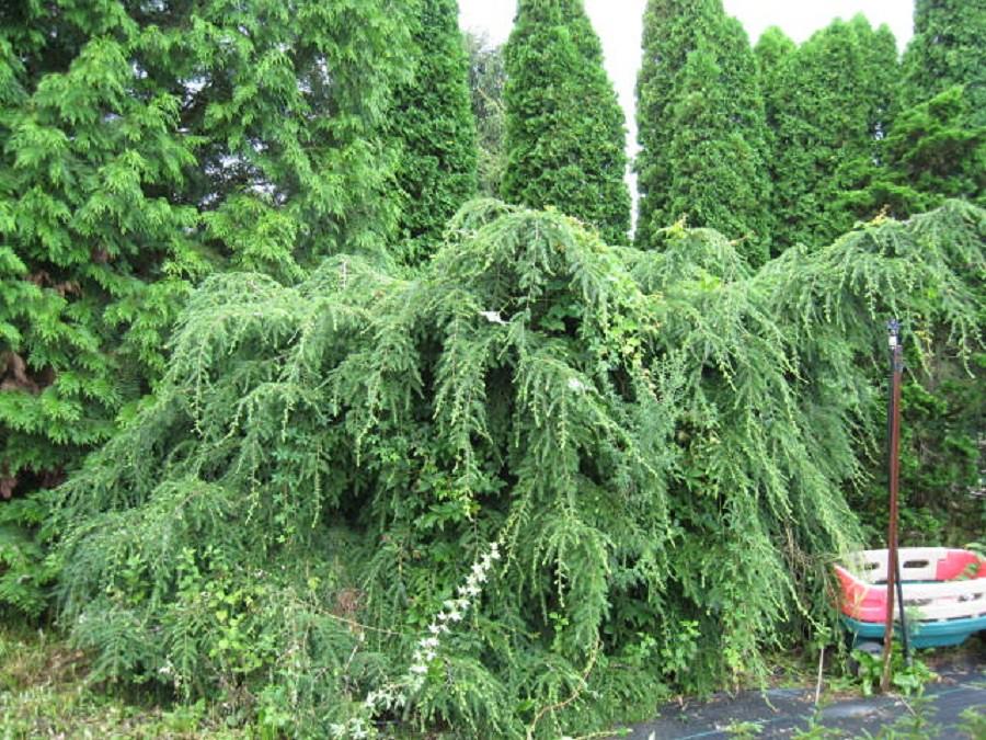 Tsuga Canadensis Pendula - View 19 from www redcrocus com