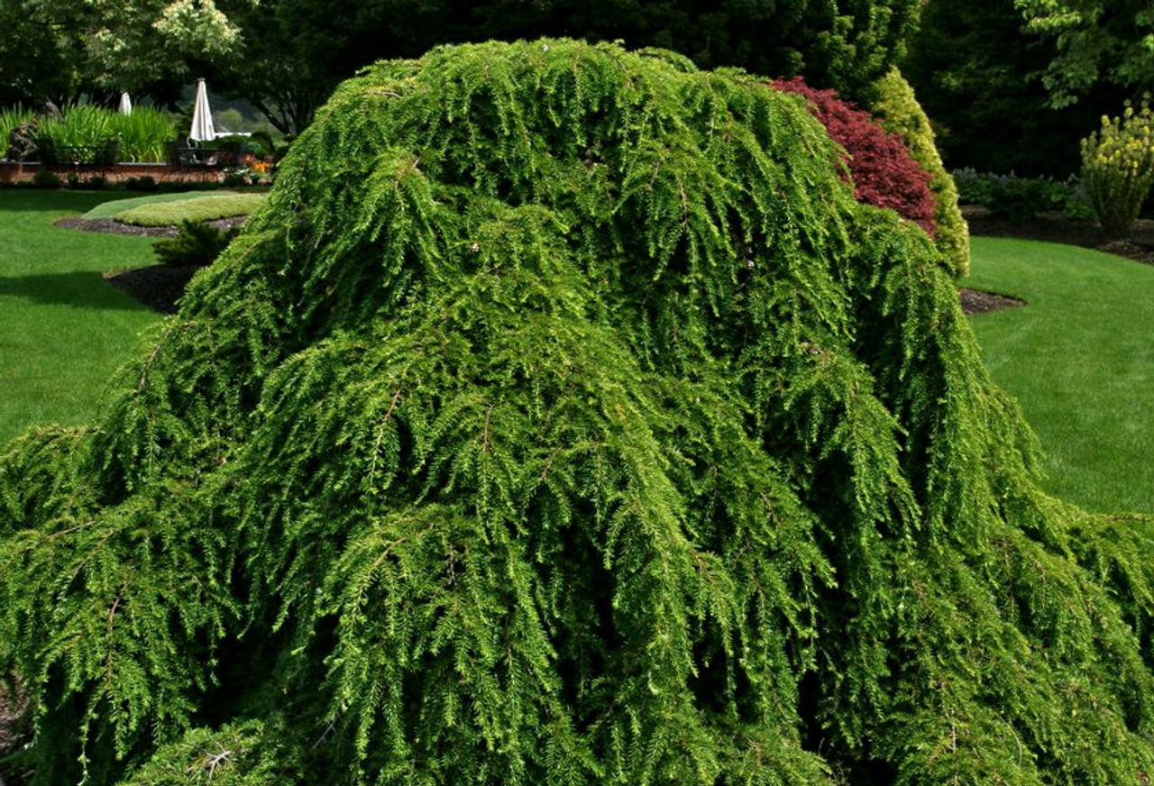 Tsuga Canadensis Pendula - View 3 from www redcrocus com
