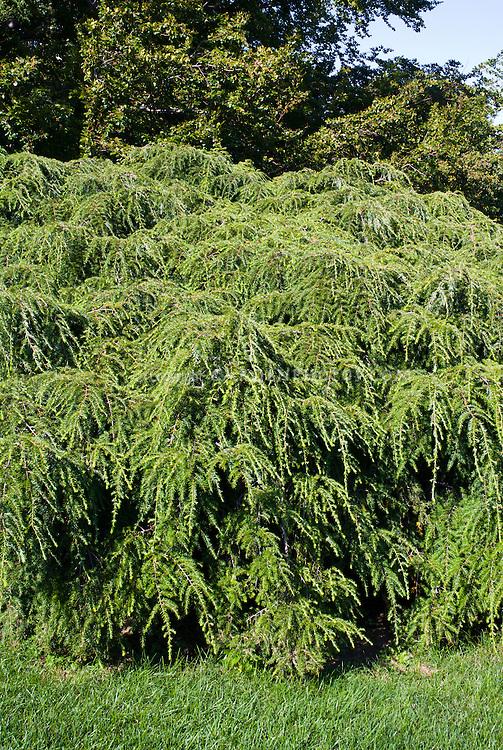 Tsuga Canadensis Pendula - View 6 from www redcrocus com