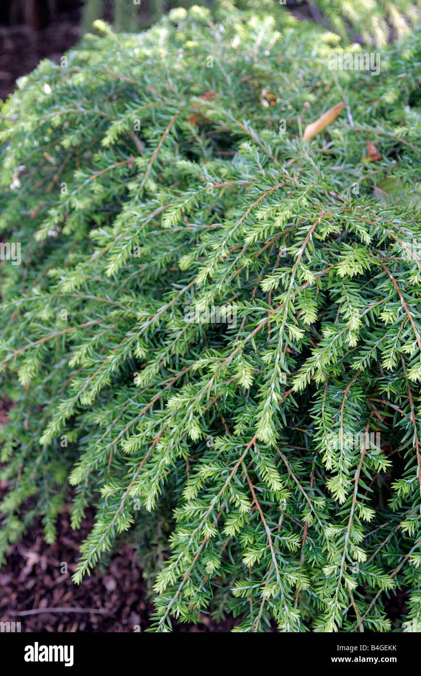 Tsuga Canadensis Pendula - View 7 from www redcrocus com
