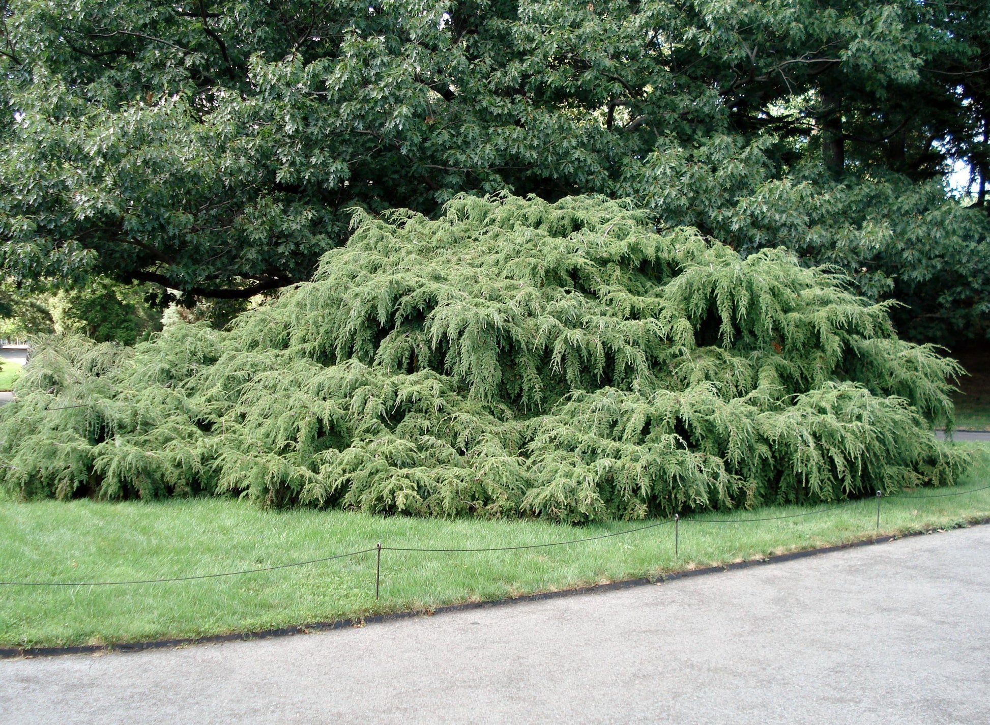 Tsuga Canadensis Pendula - View 9 from www redcrocus com