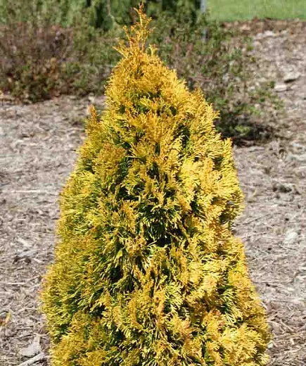 Thuja Occidentalis Tater Tot - View 17 from www redcrocus com