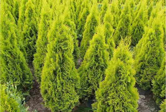 Thuja Occidentalis 'janed Gold' - View 1 from www redcrocus com