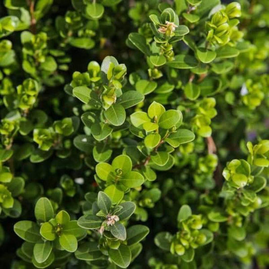 Buxus Microphylla Baby Gem - View 10 from www redcrocus com